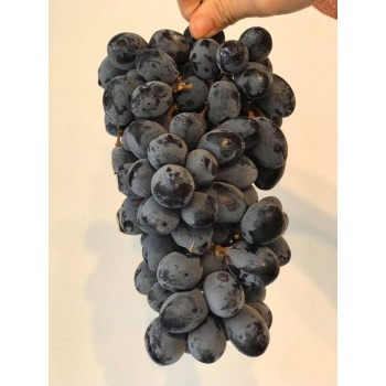 Nho Đen Úc