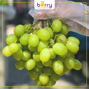 Nho xanh Úc